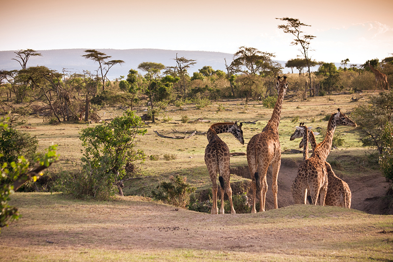 safari-lodge-kebony-entre-au-kenya-a-eagle-view