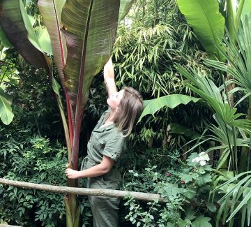 La maison Jungle de Marielle