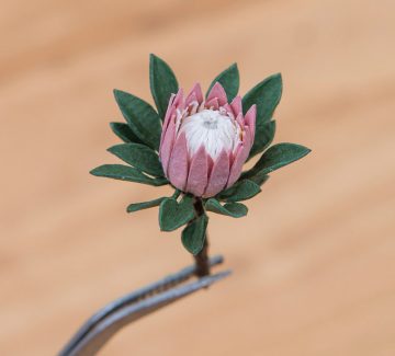 Les belles plantes miniatures en papier de Raya Sader Bujana