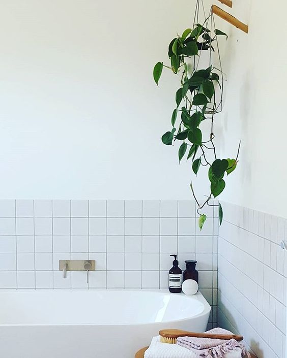 des-plantes-dans-ma-salle-de-bain